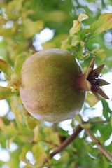 Pomegranates leafy tree.pomegranate on tree close-up vitamins. High quality photo