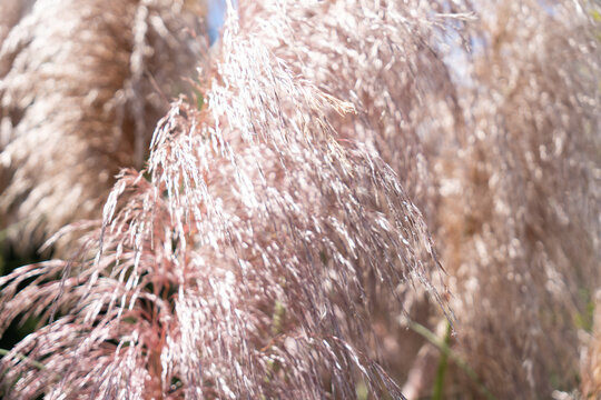 Close-up photograph of the pink ornamental plant Cortaderia selloana taken on a sunny day.
