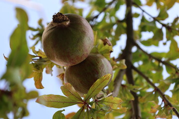 Pomegranates leafy tree.pomegranate on tree close-up vitamins. High quality photo