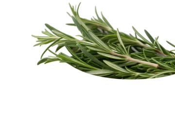 Fresh rosemary sprigs in a white bowl, showcasing aromatic herbs perfect for culinary use and natural seasoning in cooking  on AI generated by PNG