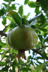 Pomegranates leafy tree.pomegranate on tree close-up vitamins. High quality photo