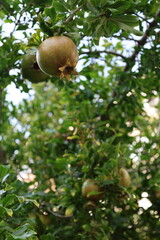 Pomegranates leafy tree.pomegranate on tree close-up vitamins. High quality photo