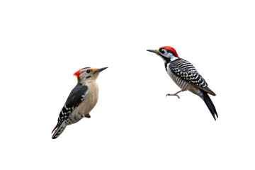 Gila Woodpecker AI generated by PNG