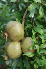 Pomegranates leafy tree.pomegranate on tree close-up vitamins. High quality photo