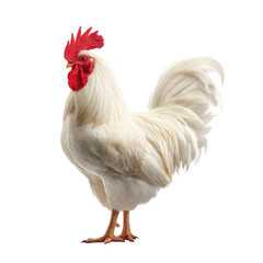 Fototapeta premium White Rooster Standing Tall on Transparent Background