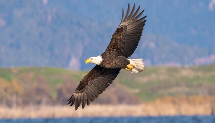 Naklejka premium A majestic raptor soars with outstretched wings against a blurred backdrop of mountains and water