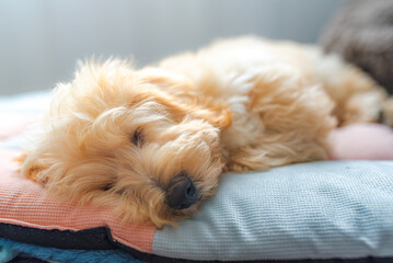 Adorable Fluffy Maltipoo Puppy Sleeping Peacefully on a Soft Bed