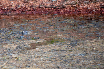 A Freshwater Crocodile (Crocodylus johnstoni) partly submerged. Lake Argyle, Western Australia.