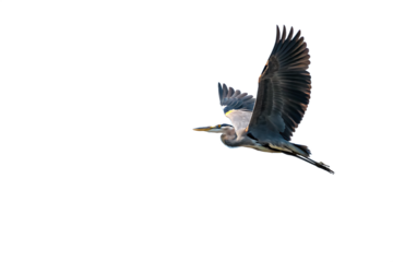 Great Blue Heron AI generated by PNG
