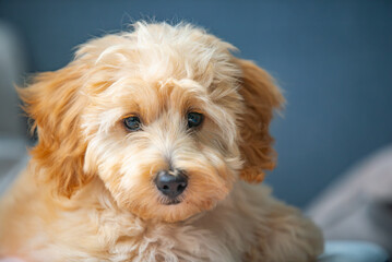 Adorable Fluffy Cavapoo Puppy Portrait