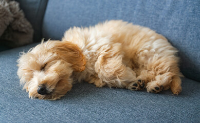 Adorable Fluffy Maltipoo Puppy Sleeping on Sofa