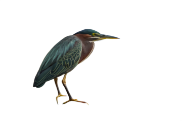 Green Heron AI generated by PNG