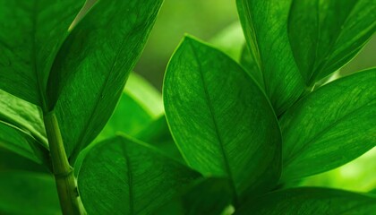 Close-up of vibrant green leaves with intricate vein patterns, creating a lush, natural backdrop