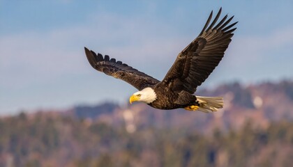 Obraz premium A majestic bald eagle soars with outstretched wings against a blurred backdrop of trees and a clear blue sky