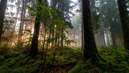 Obraz premium Sunbeams pierce misty evergreen forest, illuminating mossy ground and young saplings