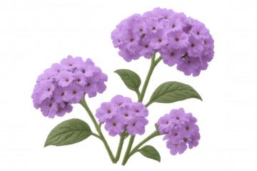 Purple flower clusters of heliotropium arborescens with green leaves, isolated on transparent background, perfect for floral designs