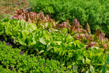 Rows of green vegetables grow an urban community garden
