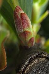 New life emerging from a seemingly dead tree in the form of a Tasmanian Myrtle bud.