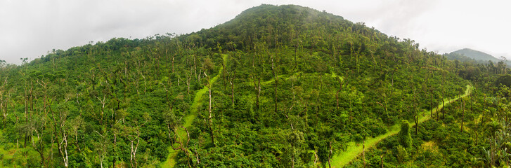 aerial view coffee plantation in Karnataka state - India