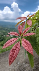 Panoramic view of pink leaves, showcasing lush greenery and vibrant hues - environment coral panoramic expansive