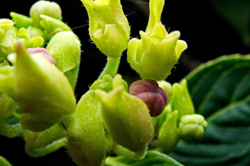 Macro image of Cowslip Creeper