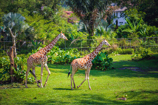 Two Beautiful Giraffes Walking Gracefully on Green Grass, Malaysia