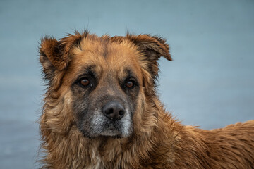 perro , dog , marron , can , canino , retrato de perro , mirada de perro