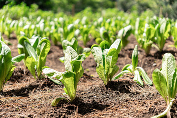 Close-up image of a newly planted young lettuce crop on fertile soil on a sunny day