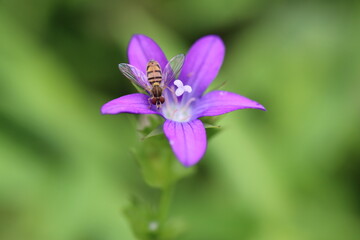 Macro photo of a calligrapher fly on a little purple wildflower