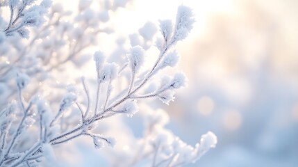 Obraz premium Close-Up of Delicate Branches with Sparkling White Frost/Snow: Sharply Focused Foreground Branches, Softly Blurred Bright Ethereal Background Light (Sunrise/Sunset/Winter Glow)
