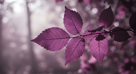 Close Up of Deep Purple Leaves on a Branch