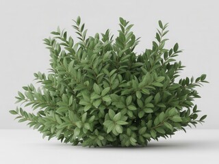 Lush green shrub with dense foliage leaves plant
