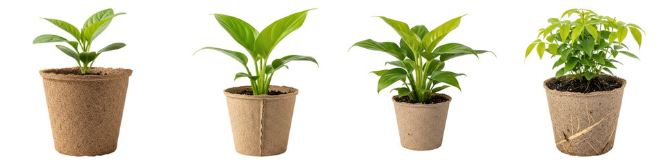 Four different stages of plant growth in biodegradable pots isolated on transparent background