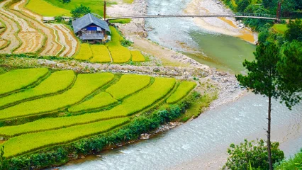 Fotobehang Rijstvelden Rice terrace Field Green agriculture beautiful landscape. Ecosystem rice paddy field Vietnam green farm natural brook. Golden green rice terraces in tropical natural sunrise. Sustainability landscape  © aFotostock