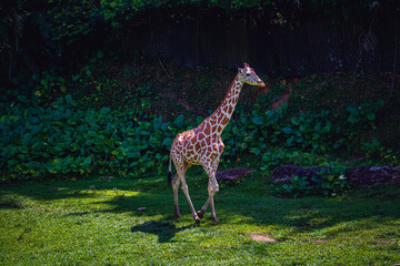 Single Giraffe Walking Gracefully on Green Grass
