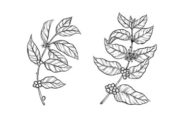 Hand drawn line art illustration of a coffee branch with leaves, flowers and beans