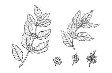 Coffee branch with flowers and coffee berries artwork. Hand drawn coffee plant vector illustration