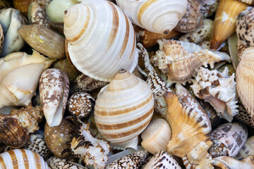 Collection of colorful seashells with natural patterns and textures.