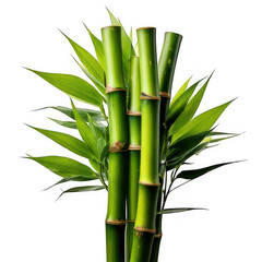 Obraz premium Fresh green bamboo stalk, isolated white and transparent background