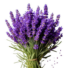 Fototapeta premium Lavender flower bunch, isolated white and transparent background.