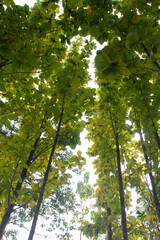 Upward view of a dense tree canopy with broad green leaves and filtered sunlight. Possibly teak trees, highlighting forest structure, light interplay, and tropical ecosystem.