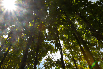 Upward view of a dense tree canopy with broad green leaves and filtered sunlight. Possibly teak trees, highlighting forest structure, light interplay, and tropical ecosystem.