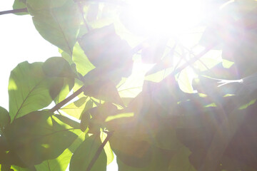 Upward view of a dense tree canopy with broad green leaves and filtered sunlight. Possibly teak...