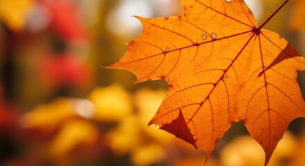 Vibrant Orange Maple Leaf in Autumn Foliage.
