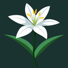 zephyranthes candida vector on white