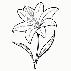 line art   zephyranthes citrina  vector on white