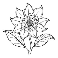 zigadenus fremontii line-art vector flower-on-white