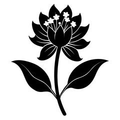 silhouette zigadenus nuttallii  vector on white