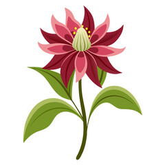 zigadenus venenosus flower vector  on white