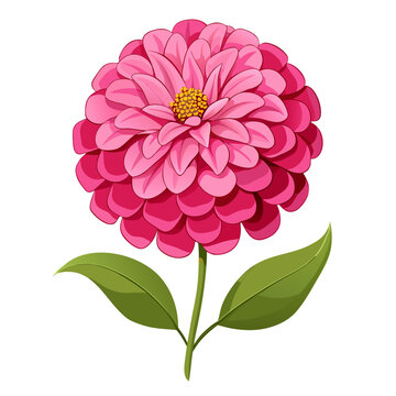  zinnia elegans pink double vector  on-white